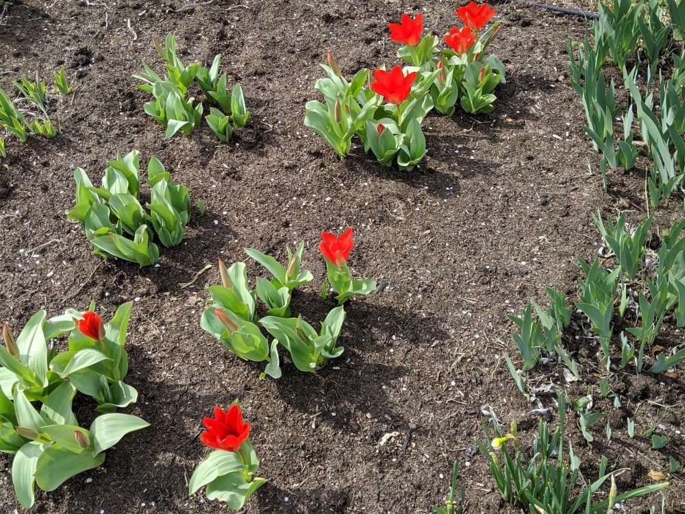 Rows of tulips