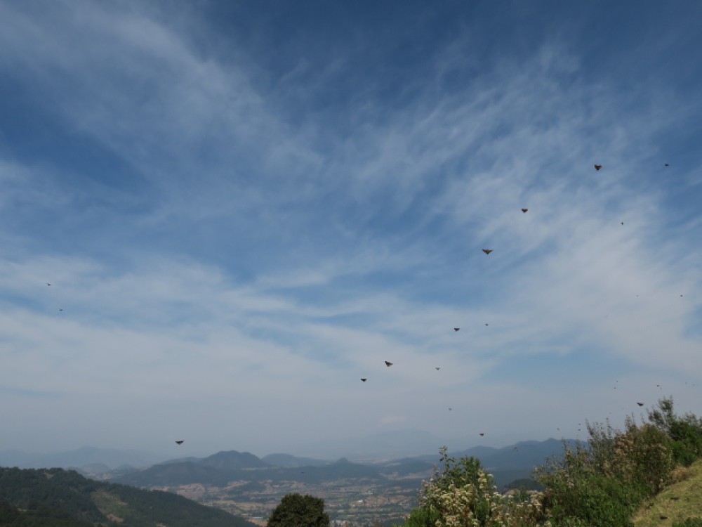 monarchs directional flight