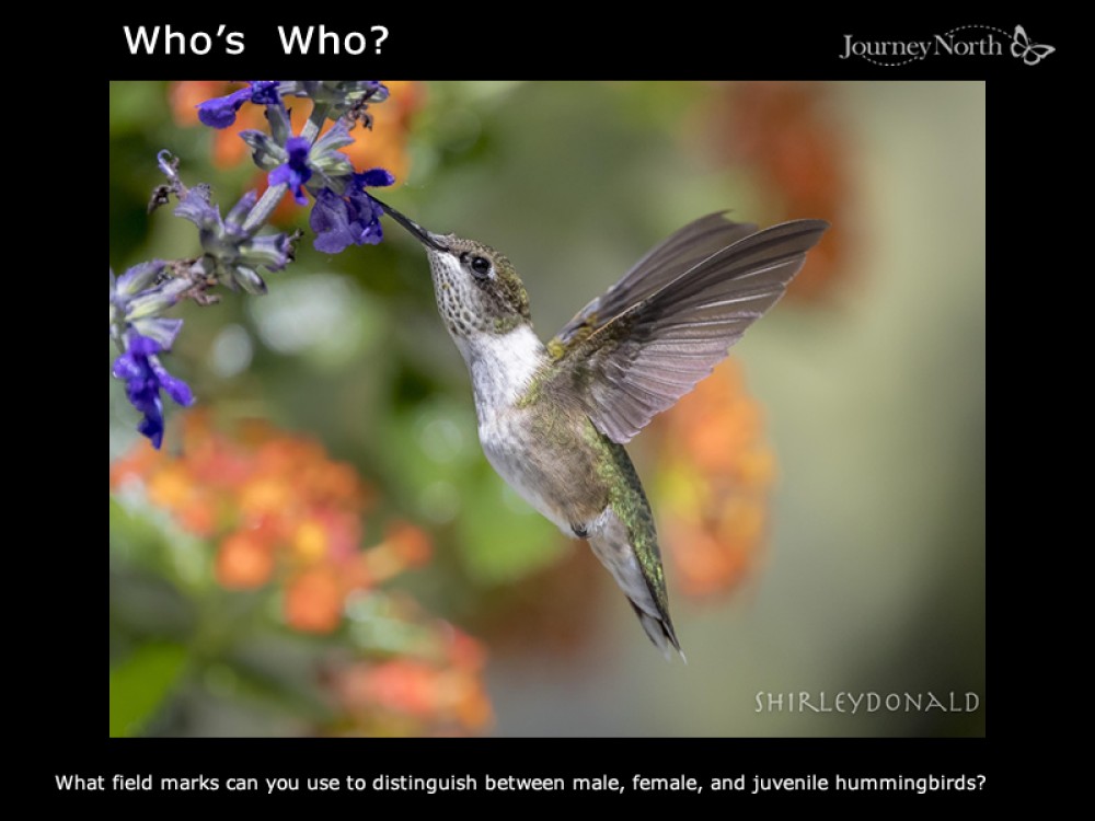 hummer id