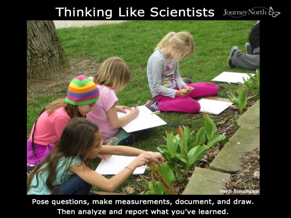 Students observing tulips.