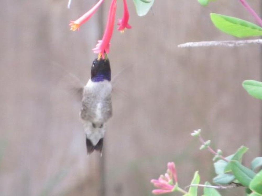 Black-chinned 