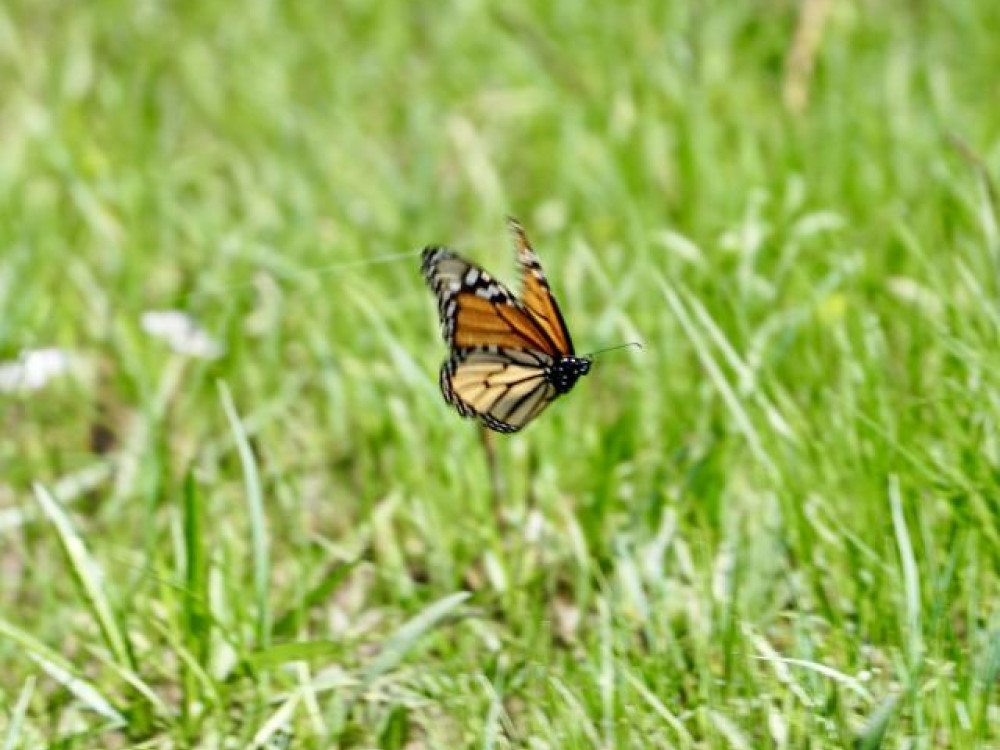 First monarch missouri