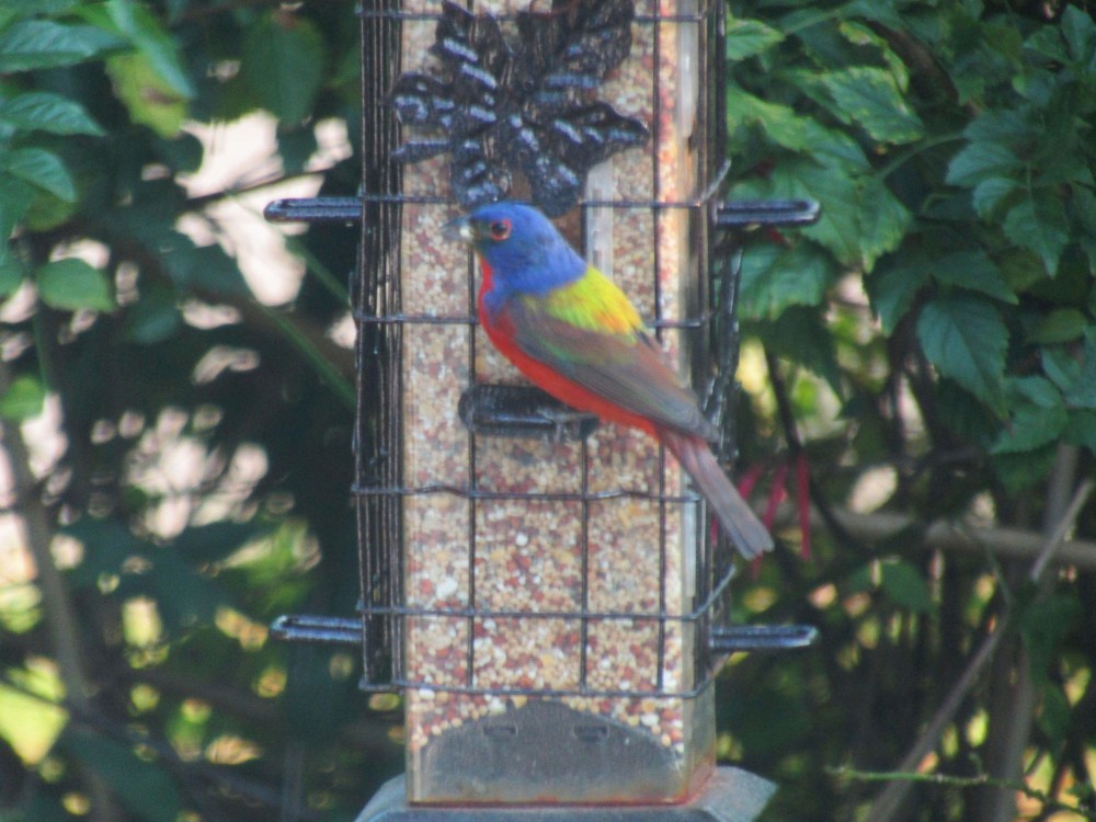 Painted Bunting at feeder.