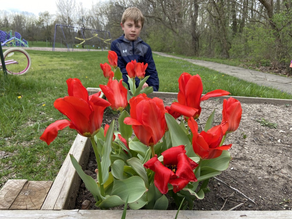 Bed of blooming tulips.