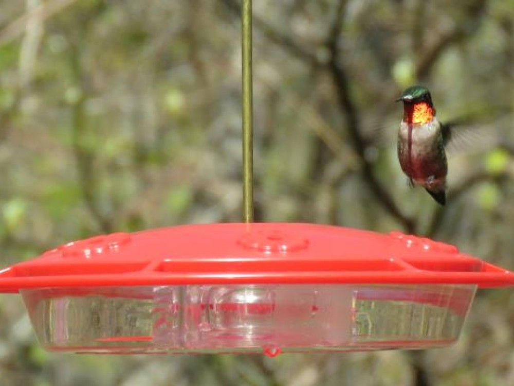 Ruby throated hummingbird