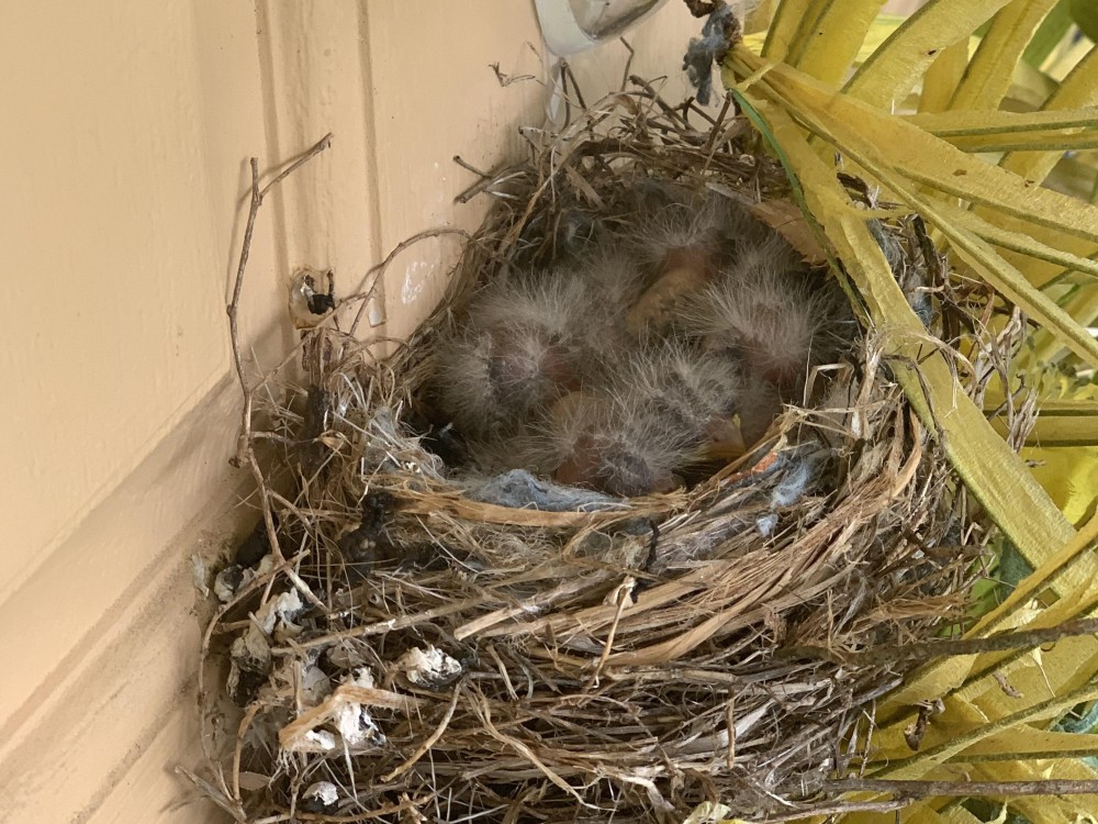 Baby robins in a nest.