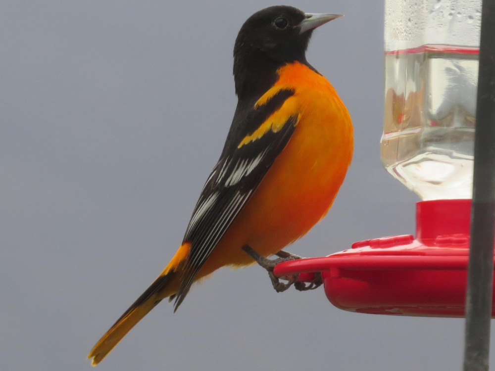 Baltimore Oriole at hummingbird feeder.