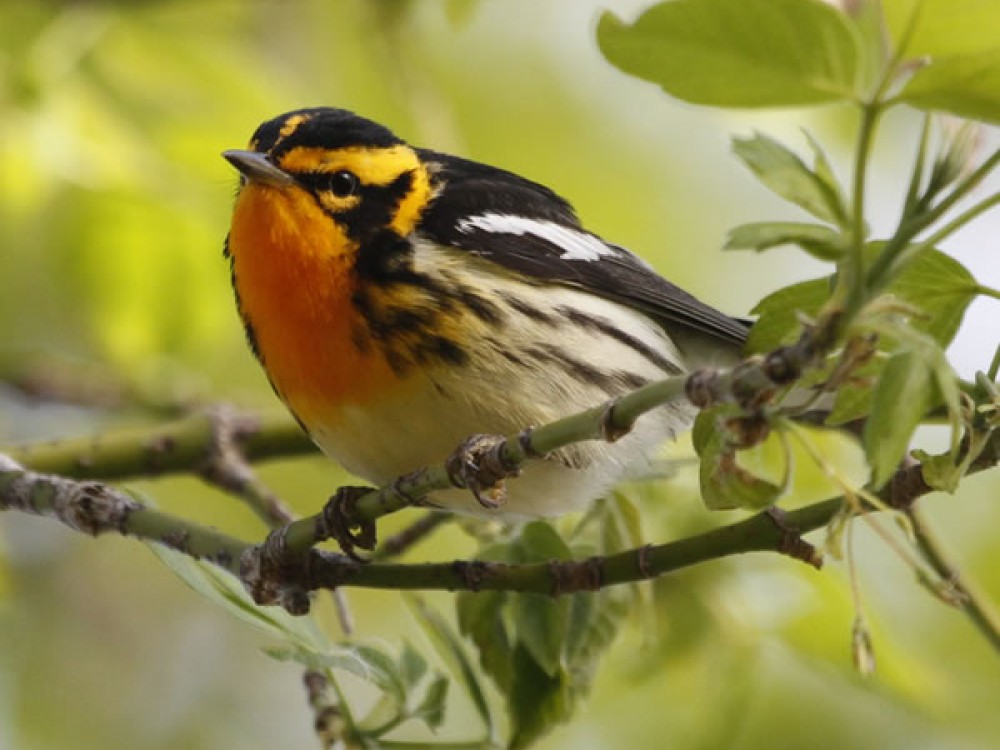 Blackburnian Warbler