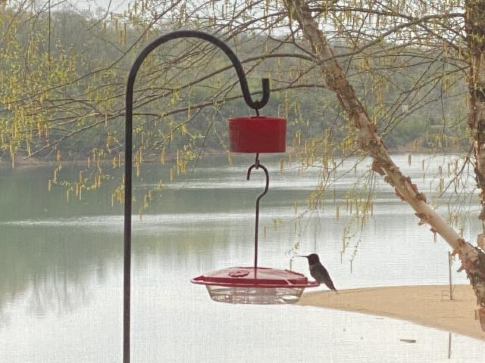 Ruby throated hummingbird