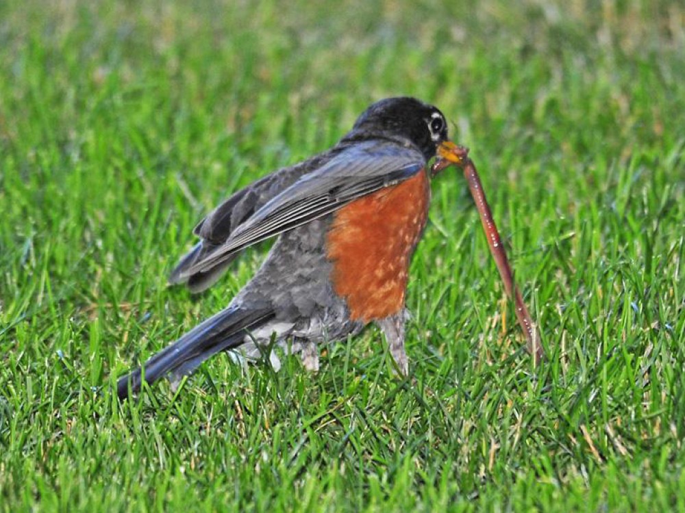 Robin grabbing an earthworm.