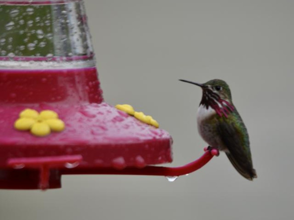 Calliope Hummingbird