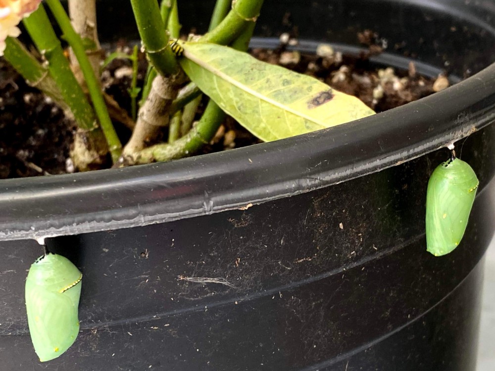 monarch chrysalis