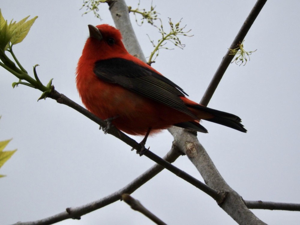 Scarlet Tanager