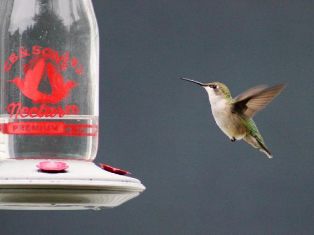 Ruby throated hummingbird