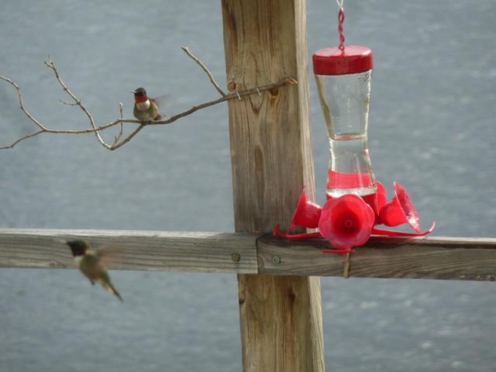 Hummingbirds