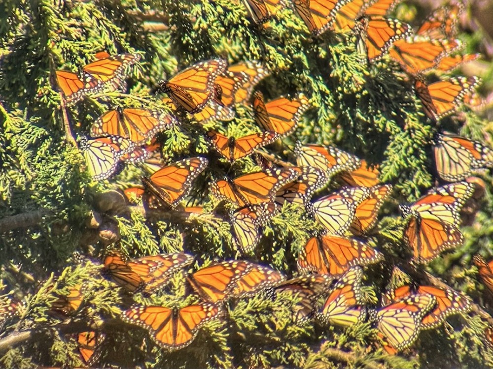 monarch roost in eucalyptus trees in Pacific Grove Sanctuary, CA