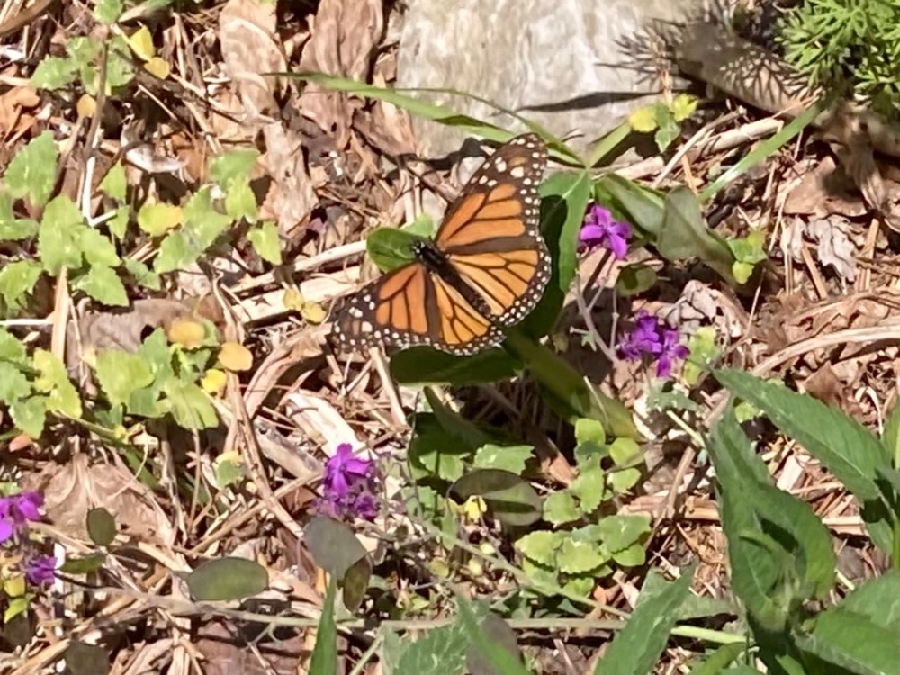 monarch near ground