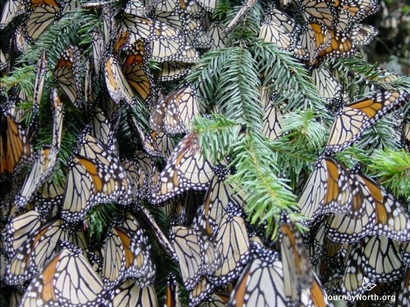 Monarch Butterfly Sanctuary Tour