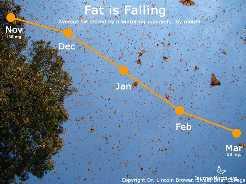 Fat is Falling