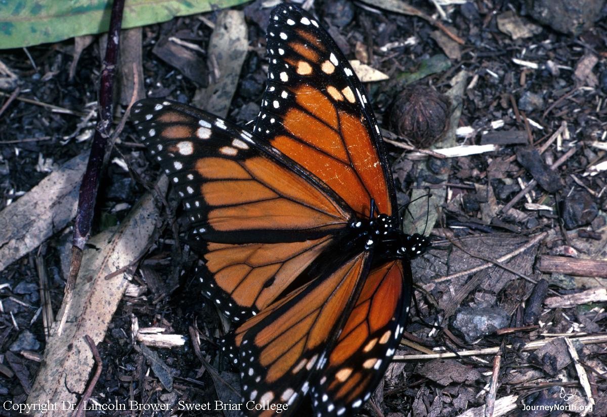 Time is running out because mating begins as temperatures rise. Monarchs live for only a few weeks after they mate.