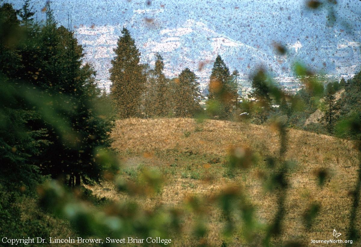 Monarchs Need Milkweed