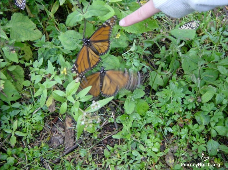 Shivering Butterflies