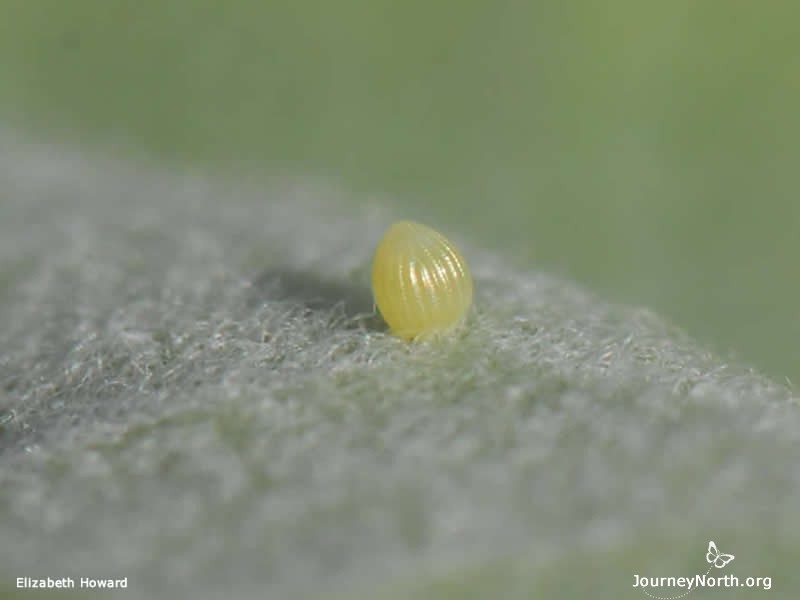 From Eggs to Butterflies