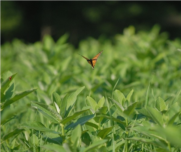 A Touch of Milkweed