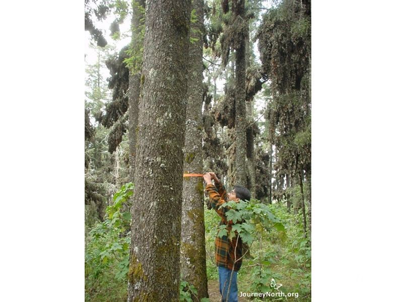 Identifying Trees in the Colony