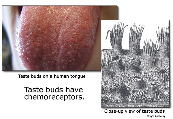 Chemoreceptors ("KEE mo ree CEP terz")