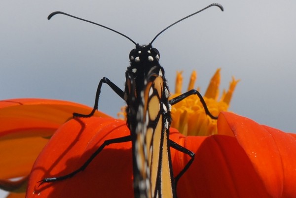 Antennae Have Chemoreceptors