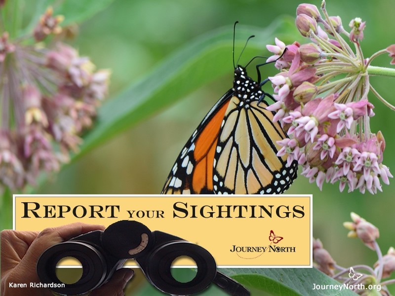 Report Your Sightings