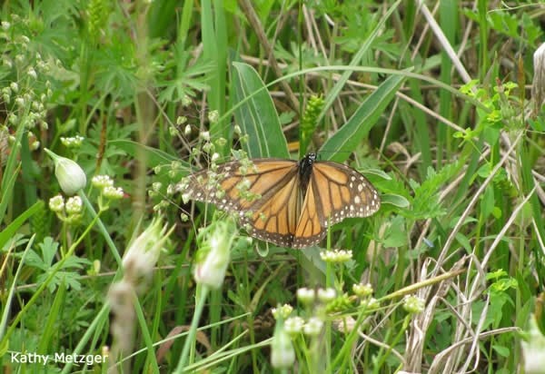 Finding Milkweed