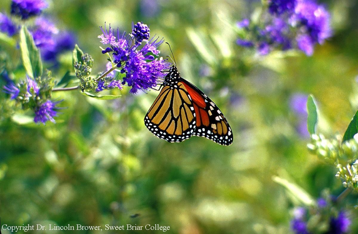 The Habitat Connection