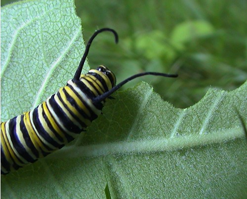 Voracious Eating as a Caterpillar