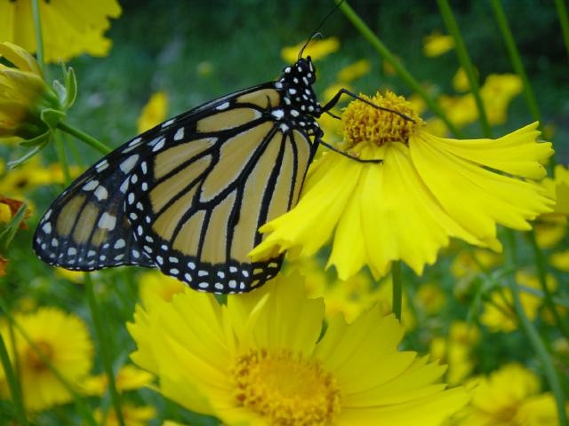 The monarch butterfly is a famous international traveler.
