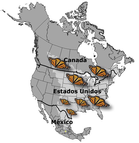 Monarchs fly from Canada and the United States to spend the winter in Mexico. They travel across three countries and migrate as far as 2,500 miles (4,000 kilometers)!