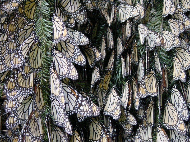 Clusters of monarchs hang in trees in Mexico for the winter. The forest shelters them.