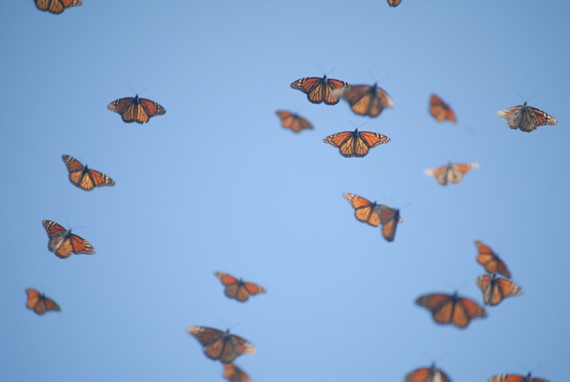 The monarchs leave Mexico in the spring. Their migration begins in March. The monarchs become international travelers once again.