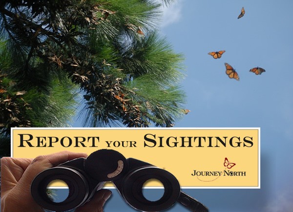 Report your monarch sightings to Journey North and help track migration.