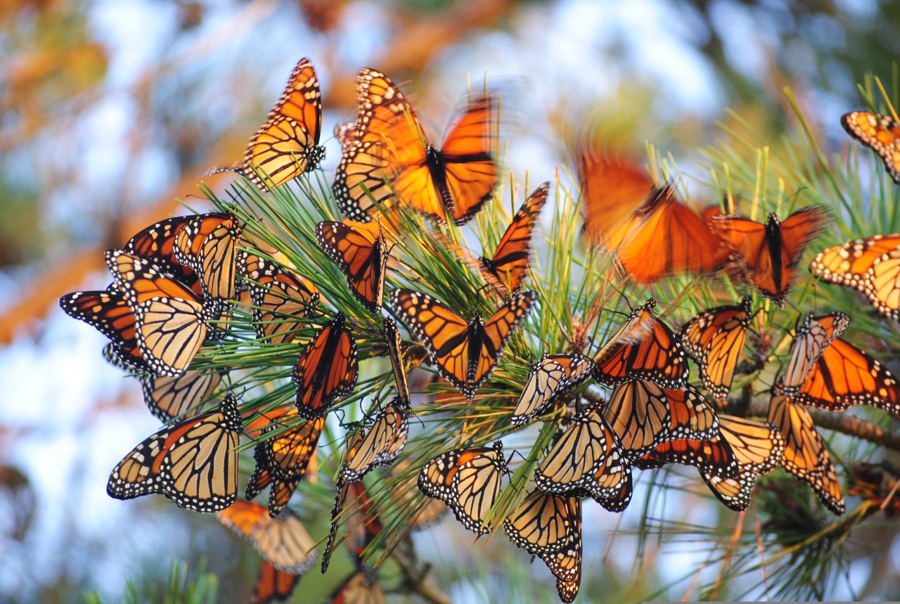 What do you wonder about monarch migration?