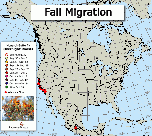 Children in Mexico, the United States, and Canada track migrating monarchs each fall and spring.