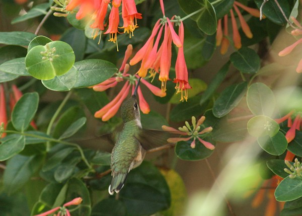 January: Basking in the Tropics