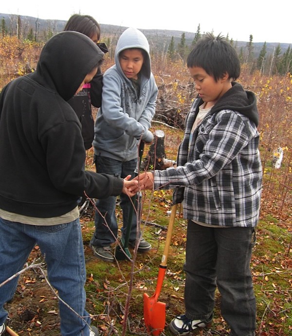 How Does Climate Affect Plant Growth?