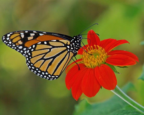 Welcome Citizen Scientists