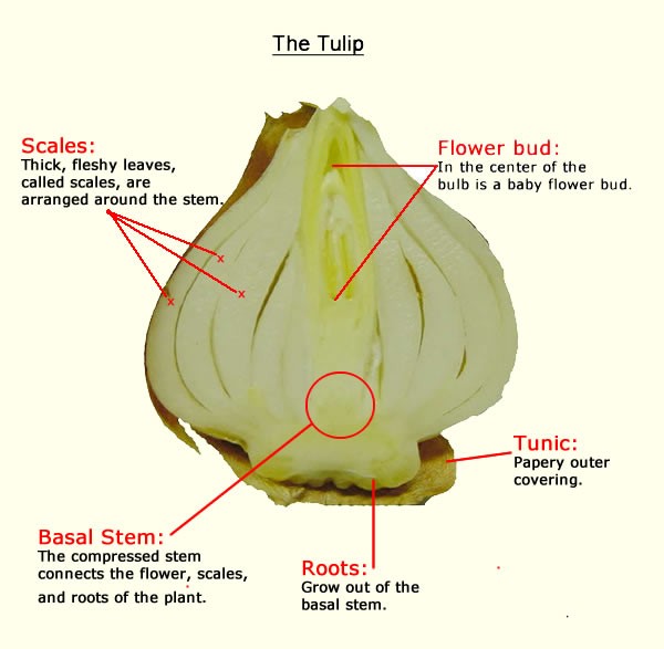 A Look at Your Bulb