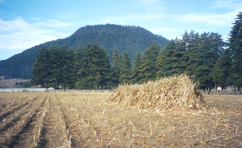 Arrival and Harvest