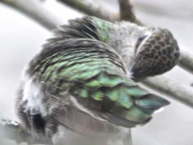 November: Changing the Feathers