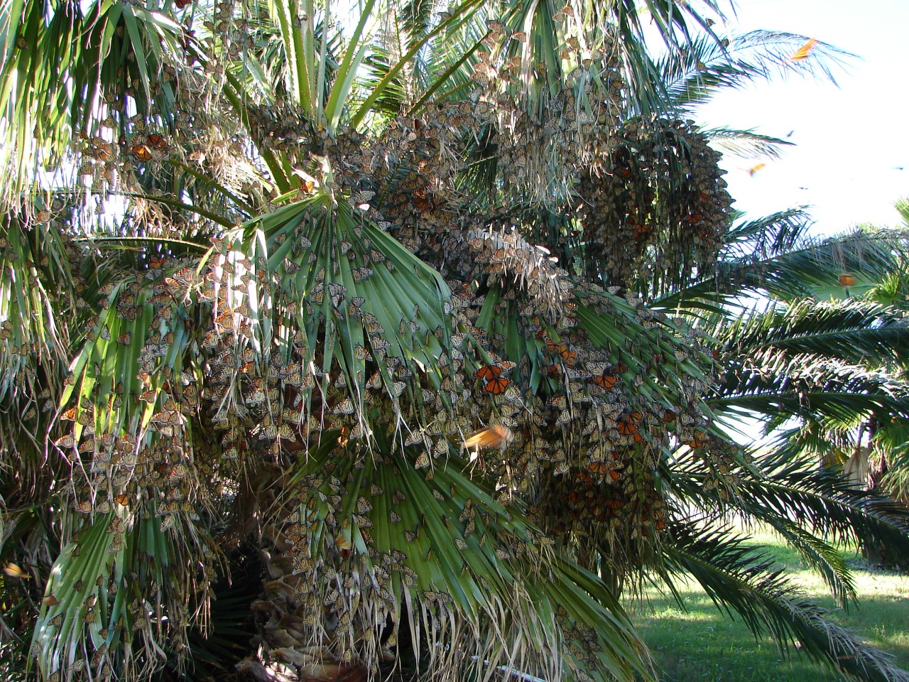 Large Roost