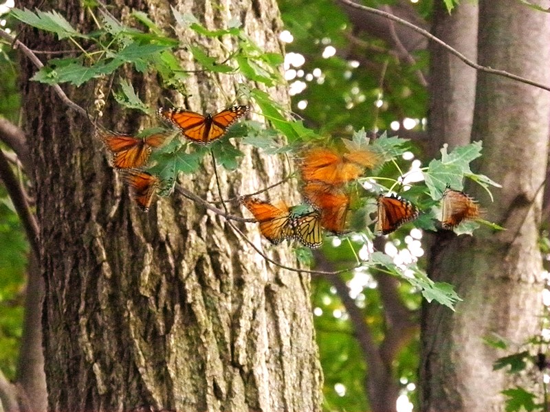 Where do monarchs form their roosts?